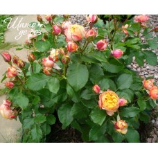 Baby Romantica (Бэби Романтика)-foto3